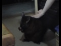 Oppossum.wmv