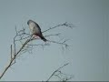 Roodpootvalk, Red-footed Falcon Roodpootvalk, Red-footed Falcon