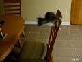 Cute Kitten Owned On Table Leap