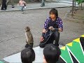 Poor little monkey...
