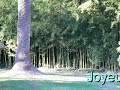 Paons au Jardin des Plantes à St-Cyprien