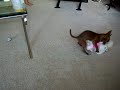 Bella Humping The Kitty