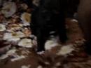 mini RONNIE reci�n llegado a casa
