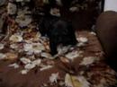 Bull Terrier Miniatura video