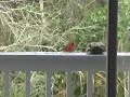 cardinal clip