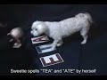 SWEETIE The Smartest Dog Talking Spells, Knows Cards and
