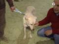 Cam de Palheiro / Can de Palleiro / Celtic Shepherd - TVG