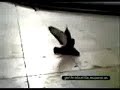 NECROFILIA CON PAJAROS