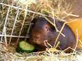 videos de Puk0058