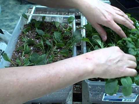 how to transplant kale seedlings