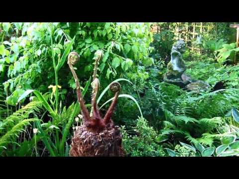 how to fertilize australian tree fern