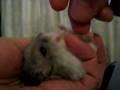 Baby Sitting My Fat Hamster