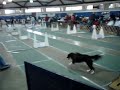 Dog Sports Flyball Team - Winter WufFest-
