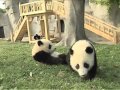 Here come the pandas!