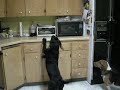 The Amazing Bassador.MOV The Amazing Bassador.MOV