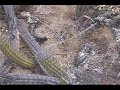 Rattleless Rattler