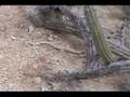 Rattleless Rattler