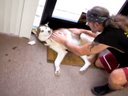 SnakeBytesTV-Snakes Bite After Handling Dog???