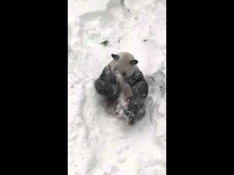 "Snowzilla" : le panda Tian Tian a adoré la neige tombée au zoo de Washington