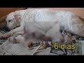 Cachorros Brisa y Dasty,, by Atrapasueños