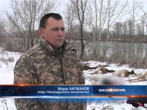 магазины для охоты и рыбалки в павлодаре магазины для охоты и рыбалки в павлодаре