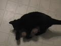 Phrat the Kitten and his  toy   dog .