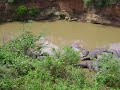 Hippos #2