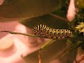 Swallowtail Caterpillar Defence Horns Swallowtail Caterpillar Defence Horns