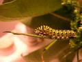 Swallowtail Caterpillar Defence Horns