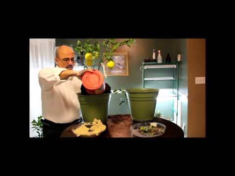 how to replant a meyer lemon tree