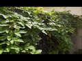 Passion Vine - Florida Gardening