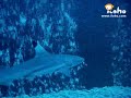 Shanghai blacktip reef shark M1NT Club iloho Shanghai blacktip reef shark M1NT Club iloho
