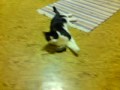 Tryllepus playing with a mouse