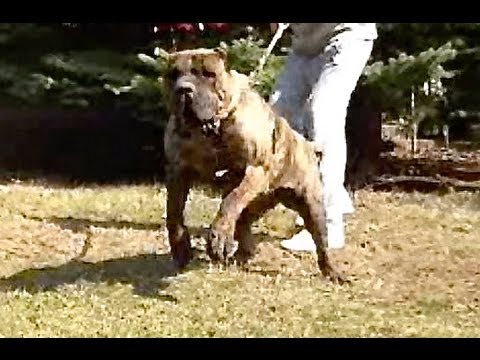 presa canario