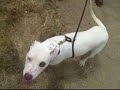 *ADOPTED* Mallow 5261063 Humane Society Colorado Adopt