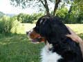 Bernese dogs like water