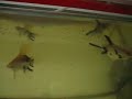 Angelfish and Fry