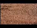 videos de flamingo lesser baboon