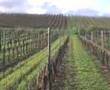 Nina dans les vignes