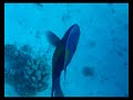 El Gouna Hurghada & Diving 1/2