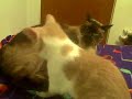 cat fight----Messy Marvin vs. Sideshow Lewis