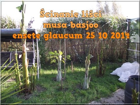 how to fertilize musa basjoo