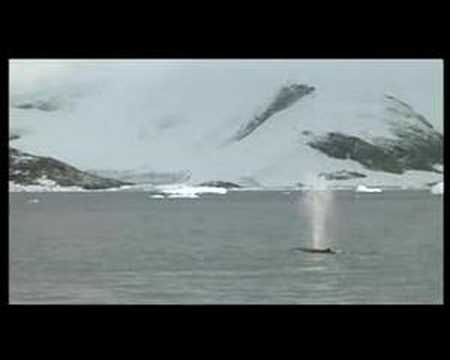 Defend the whales