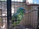 Papagaio no parque das aves / Parrot in Bird\ Papagaio no parque das aves / Parrot in Bird\