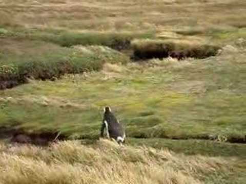 penguin jump