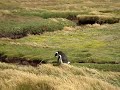 penguin jump