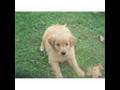 Top Dog Breeds as Puppies