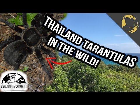 YouTube reptile video