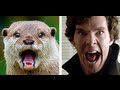 The Super Amazing Project - SHERLOCK OTTER