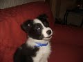 My New Border Collie Puppy! My New Border Collie Puppy!